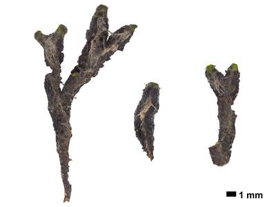 mannia fragrans swe stature dorsal side