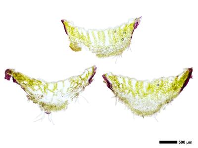 mannia pilosa 3 thallus quer