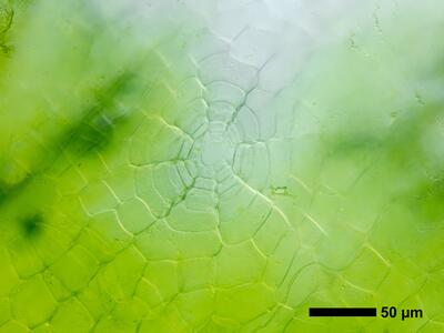 reboulia hemisphaerica ssp hemisphaerica swe thallus air pore anterior view