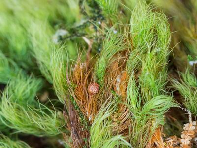 bartramia halleriana detail