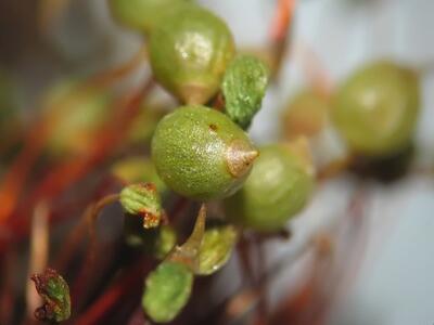 bartramia ithyphylla kapsel