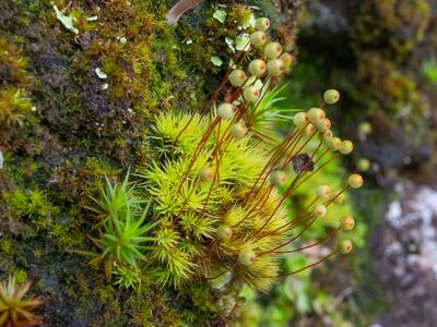 bartramia pomiformis