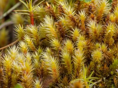 breutelia chrysocoma detail