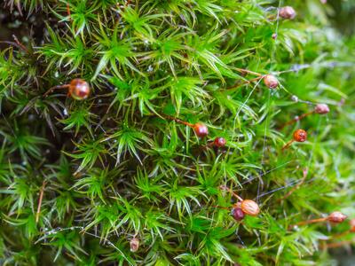 plagiopus oederi detail