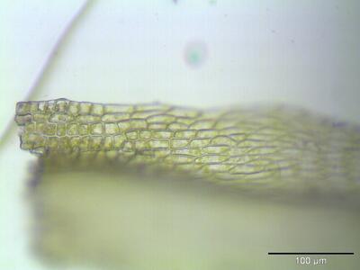 brachythecium albicans blattfluegel