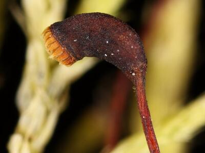 brachythecium albicans kapsel