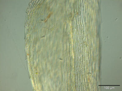 brachythecium oedipodium blattrand