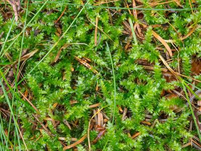 brachythecium oedipodium detail