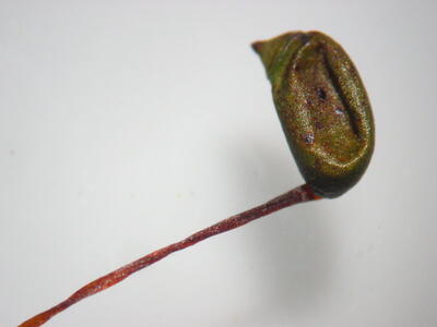 brachythecium oedipodium kapsel