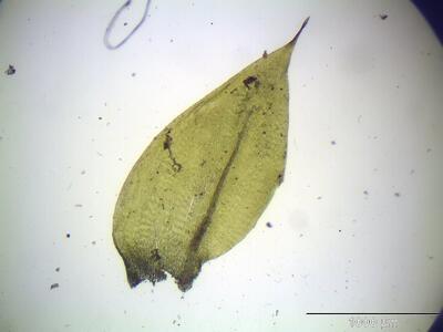 brachythecium plumosum blatt