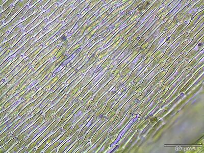 brachythecium populeum lamina