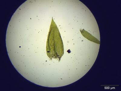 brachythecium rivulare blatt