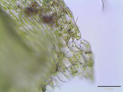brachythecium rivulare blattfluegel