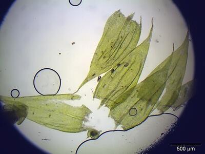 brachythecium salebrosum blatt
