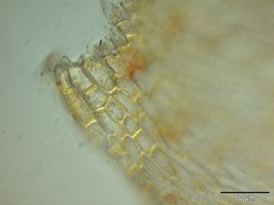 brachythecium salebrosum blattfluegel