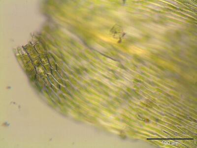 brachythecium velutinum blattfluegel