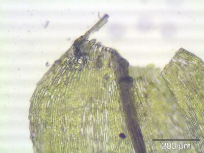 eurhynchium hians blattbasis