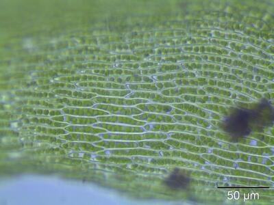 eurhynchium praelongum laminazellen