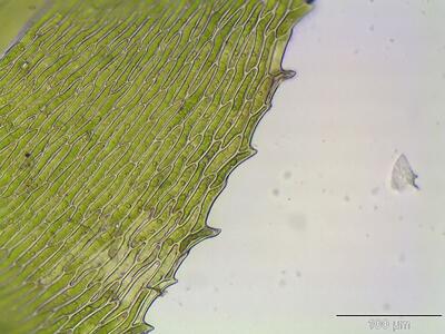 eurhynchium schleicheri blattrand