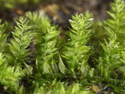 eurhynchium schleicheri detail