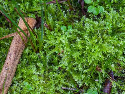 eurhynchium speciosum