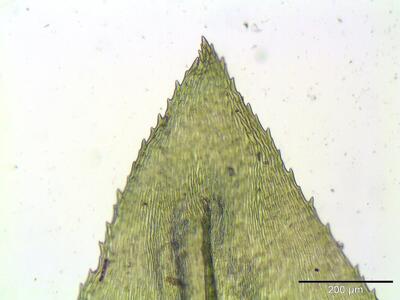 eurhynchium striatum blattspitze