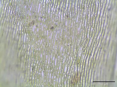 eurhynchium striatum lamina