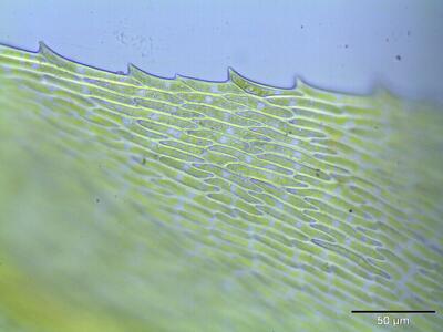 eurhynchium swartzii blattrand