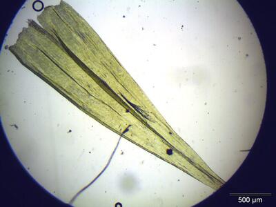 homalothecium lutescens blatt