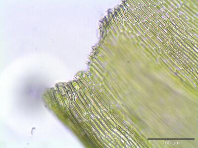 homalothecium lutescens blattgrund