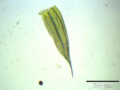 homalothecium sericeum blatt