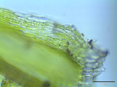 homalothecium sericeum blattfluegel