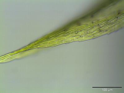 homalothecium sericeum blattspitze