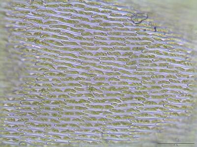 isothecium alopecuroides lamina