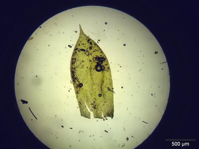 isothecium myosuroides blatt