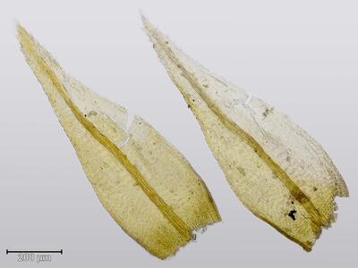 rhynchostegiella teneriffae blatt