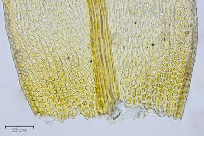 rhynchostegiella teneriffae blattbasis