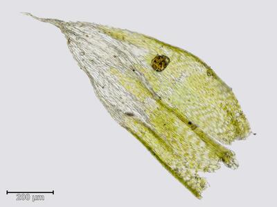 rhynchostegium confertum astblatt