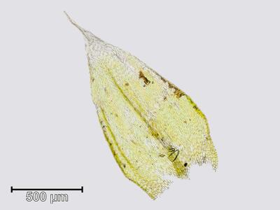 rhynchostegium confertum stammblatt