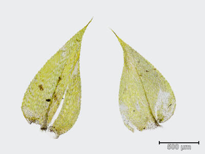 rhynchostegium megapolitanicum blatt