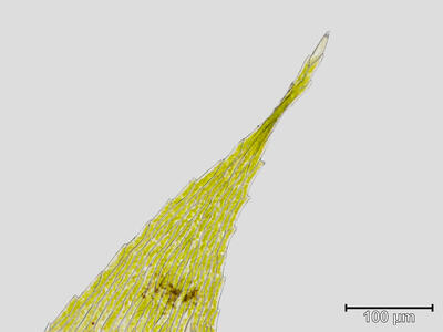 rhynchostegium megapolitanicum blattspitze