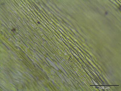 rhynchostegium murale lamina