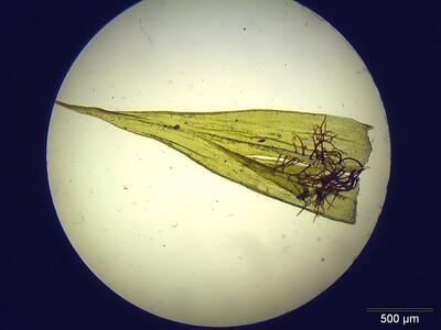 tomenthypnum nitens blatt