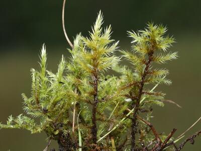 tomenthypnum nitens habitus