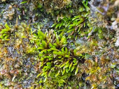 anomobryum julaceum