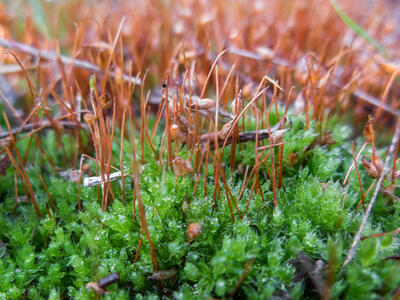 bryum algovicum