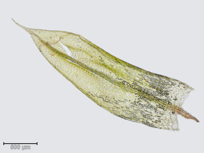 bryum algovicum blatt