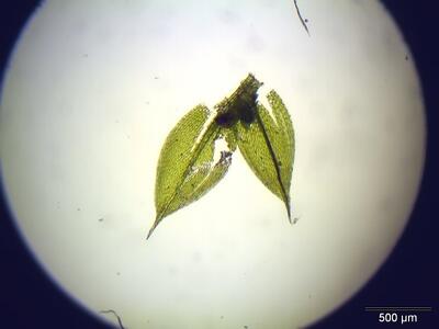 bryum argenteum blatt