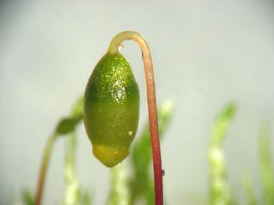 bryum argenteum sporogon