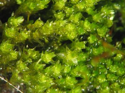 bryum barnesii